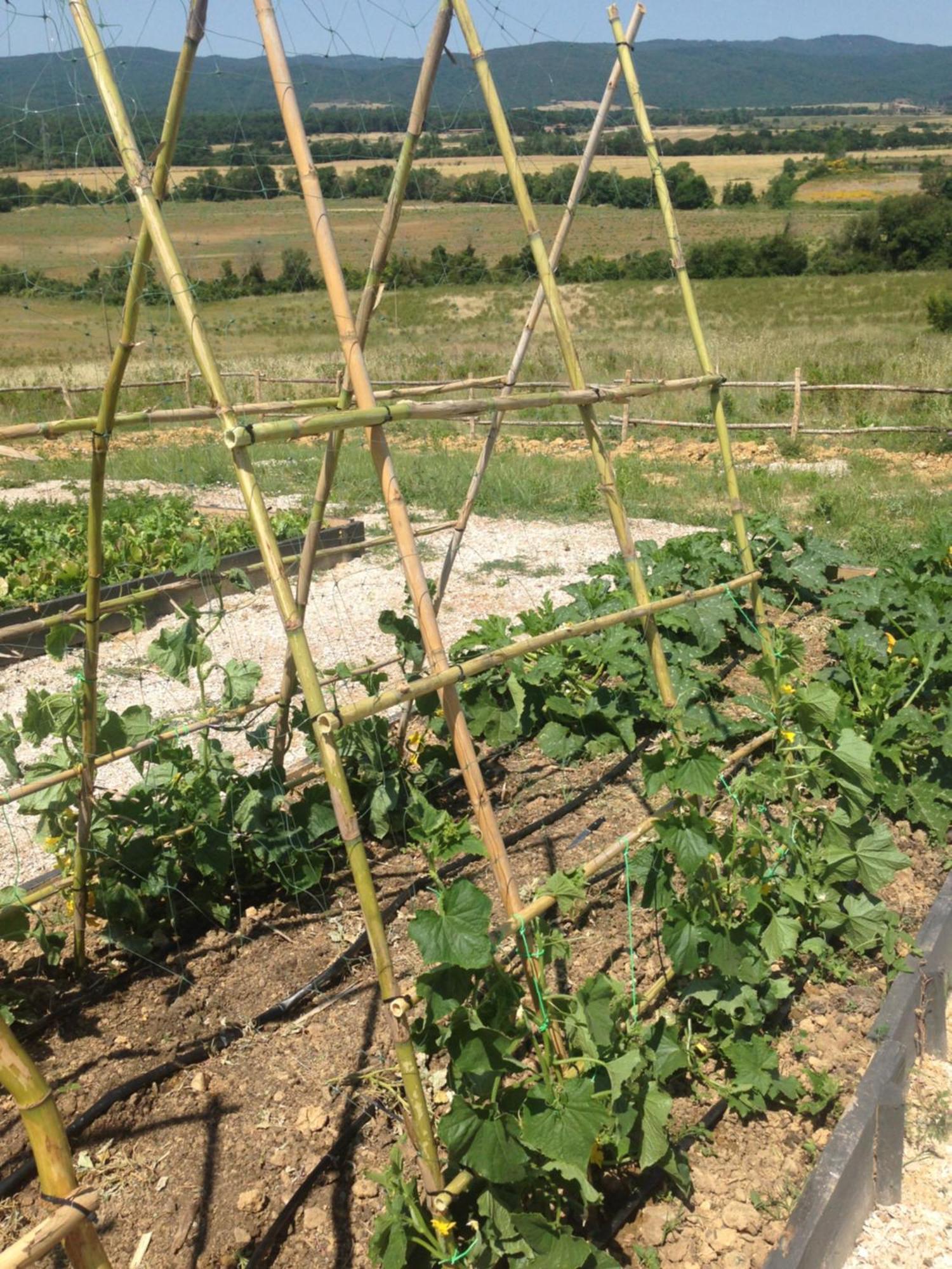 Wine Resort Conti Di San Bonifacio Montemassi Extérieur photo